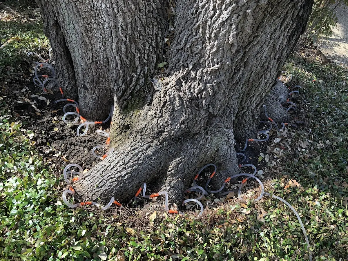 Detailed Tree Cabling and Bracing job site in Cowden