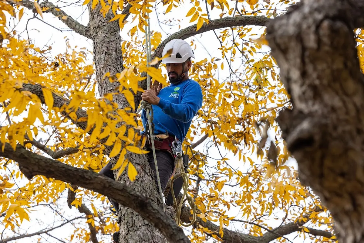 Skilled Tree Transplanting crew working in Cowden